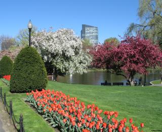 Boston common in spring