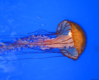 jellyfish thumbnail